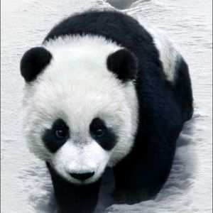 Meet your Posher, Benjamin